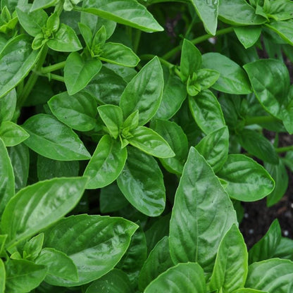 Dolce Fresca Basil seeds compact glossy green variety
