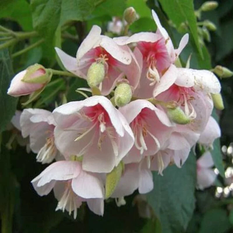 Premium Dombeya Burgessiae Flower seeds for Planting Low Maintenance, Heirloom & GMO Free Seeds for Home Garden seeds