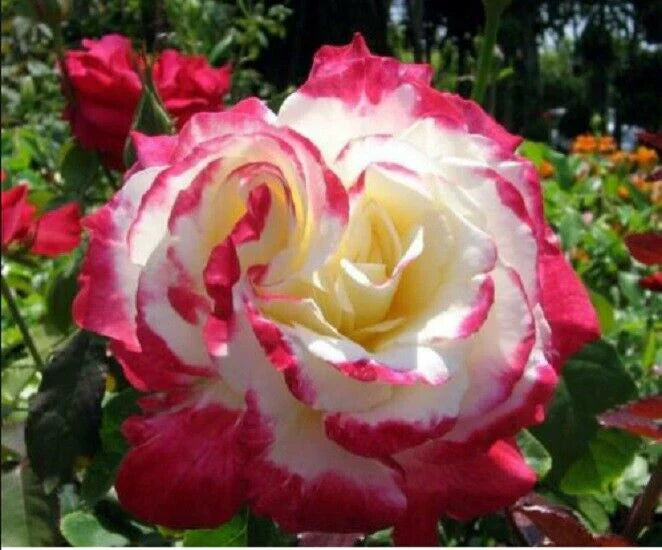 Close-up of Double Delight Rose petals showing red and white blend