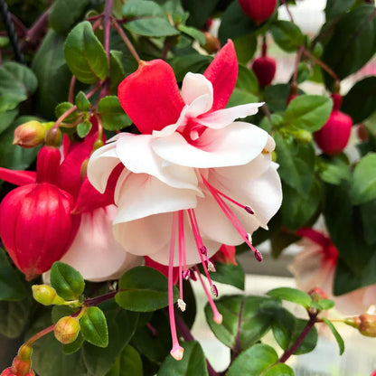 Double Petals Fuchsia Seeds for Planting