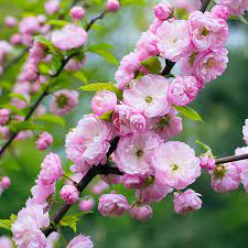 Double pink flower almond seeds non-GMO ornamental shrub
