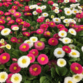 Margarita Roja Flower seeds for Planting Compact Growth, Heirloom & GMO Free Seeds for Home Garden Sale seeds for planting