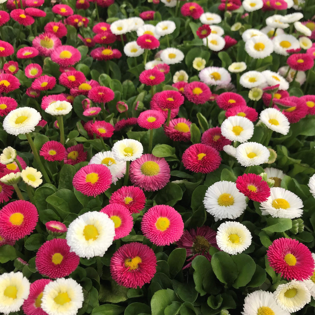 Margarita Roja Flower seeds for Planting Compact Growth, Heirloom & GMO Free Seeds for Home Garden Sale seeds for planting
