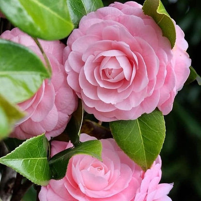 Camellia Pink White Flower seeds for Planting - Hardy Variety, Heirloom & GMO Free Seeds for Home Garden