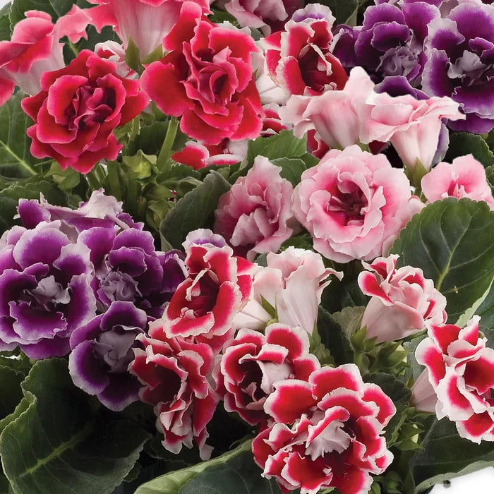 White Orange Gloxinia Flower seeds for Planting Cottage Garden Essential, Heirloom & GMO Free Seeds for Home Garden seeds for planting