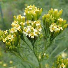 Premium Yellow Tagetes Minuta Flower seeds for Planting Drought Tolerant, Heirloom & GMO Free Seeds for Home Garden seeds