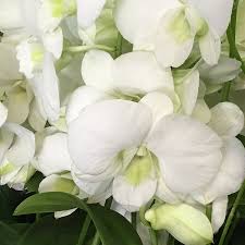 Premium White Dendrobium Flower seeds for Planting Easy to Grow, Heirloom & GMO Free Seeds for Home Garden seeds