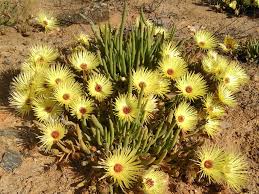 Premium Yellow Cephalophyllum Pillansii Flower seeds for Planting Vibrant Colors, Heirloom & GMO Free Seeds for Home Garden seeds