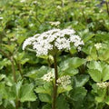 Scotch Lovage (Ligusticum scoticum) Flower seeds for Planting Wildflower Mix, Heirloom & GMO Free Seeds for Home Garden seeds for planting