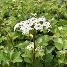 Scotch Lovage (Ligusticum scoticum) Flower seeds for Planting Wildflower Mix, Heirloom & GMO Free Seeds for Home Garden seeds for planting