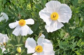 Coulteri Flower seeds for Planting - Cottage Garden Essential, Heirloom & GMO Free Seeds for Home Garden