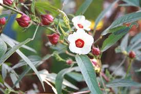 Premium Roselle Flower seeds for Planting Low Maintenance, Heirloom & GMO Free Seeds for Home Garden seeds