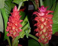 Red Curcuma Aeruginosa Flower seeds for Planting Hardy Variety, Heirloom & GMO Free Seeds for Home Garden seeds for planting