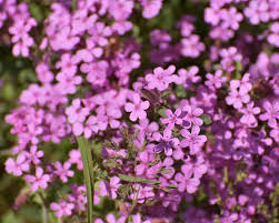 Pink Myosotis Flower seeds for Planting Pollinator Friendly, Heirloom & GMO Free Seeds for Home Garden vegetable and garden seeds