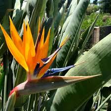 Orange Violet Strelitzia Flower seeds for Planting Compact Growth, Heirloom & GMO Free Seeds for Home Garden vegetable and garden seeds