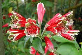 Premium Red Alstroemeria Psittacina Flower seeds for Planting Cottage Garden Essential, Heirloom & GMO Free Seeds for Home Garden seeds