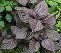 Purple Perilla Leaf Flower seeds for Planting Long Bloom Season, Heirloom & GMO Free Seeds for Home Garden seeds for planting
