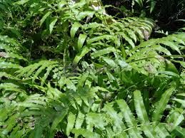 Green Fern Spore Flower seeds for Planting Seasonal Bloomer, Heirloom & GMO Free Seeds for Home Garden seeds for planting
