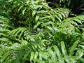 Green Fern Spore Flower seeds for Planting Seasonal Bloomer, Heirloom & GMO Free Seeds for Home Garden seeds for planting
