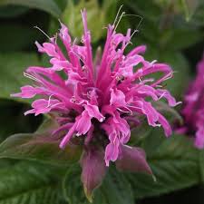 Premium Pink Monarda Flower seeds for Planting Easy to Grow, Heirloom & GMO Free Seeds for Home Garden seeds