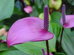 Anthurium Andraeanum Seeds, Heirloom Non-GMO Flower Seeds for Planting