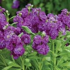 Premium Purple Matthiola Incana Flower Seeds for Planting Heirloom, Non GMO, Fragrant Garden Seeds seeds