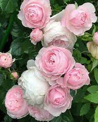 Light Pink Polyantha Rose Flower seeds for Planting - Bright Blooms, Heirloom & GMO Free Seeds for Home Garden
 
 Sale seeds for home garden