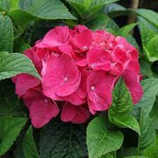Red Baron Hydrangea Flower seeds for Planting Premium Quality, Heirloom & GMO Free Seeds for Home Garden seeds for planting