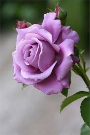 Lavender Rose Flower seeds for Planting Garden Favorite, Heirloom & GMO Free Seeds for Home Garden seeds for planting