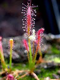 Mixed Drosera Chrysolepis Flower seeds for Planting Long Bloom Season, Heirloom & GMO Free Seeds for Home Garden seeds for planting