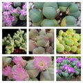 Mixed Gibbaeum Flower seeds for Planting Seasonal Bloomer, Heirloom & GMO Free Seeds for Home Garden seeds for planting
