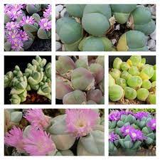 Mixed Gibbaeum Flower seeds for Planting Seasonal Bloomer, Heirloom & GMO Free Seeds for Home Garden seeds for planting