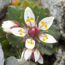 Saxifraga Stellaris Flower seeds for Planting Seasonal Bloomer, Heirloom & GMO Free Seeds for Home Garden seeds for planting