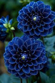 Blue Pompon Dahlia Flower seeds for Planting Shade Tolerant, Heirloom & GMO Free Seeds for Home Garden seeds for planting