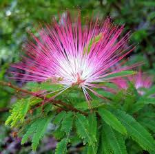 Pink Calliandra Eriophylla Flower seeds for Planting Low Maintenance, Heirloom & GMO Free Seeds for Home Garden seeds for planting