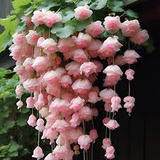 Baby Pink Weeping Forsythia Flower seeds for Planting - Sun Loving, Heirloom & GMO Free Seeds for Home Garden
 
 Sale seeds for home garden