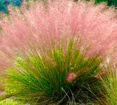 Pink Muhly Grass Flower seeds for Planting Compact Growth, Heirloom & GMO Free Seeds for Home Garden seeds for planting