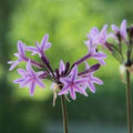 Tulbaghia Violacea Flower seeds for Planting Easy to Grow, Heirloom & GMO Free Seeds for Home Garden seeds for planting