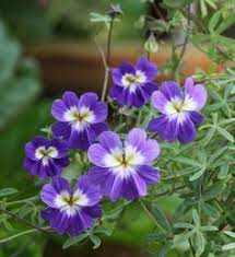 Blue Hanging Nasturtium Flower seeds for Planting - Low Maintenance, Heirloom & GMO Free Seeds for Home Garden
 
 Sale seeds for home garden