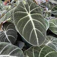 Black Caladium Flower seeds for Planting - Wildflower Mix, Heirloom & GMO Free Seeds for Home Garden
 
 Sale seeds for home garden
