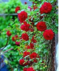 Red Climbing Rose Flower seeds for Planting Drought Tolerant, Heirloom & GMO Free Seeds for Home Garden seeds for planting