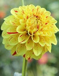 Yellow Pompon Dahlia Flower Seeds for Planting Heirloom, Non GMO, Garden Favorite Seeds seeds for planting