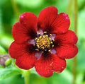 Red Potentilla Atrosanguinea Flower seeds for Planting Compact Growth, Heirloom & GMO Free Seeds for Home Garden seeds for planting