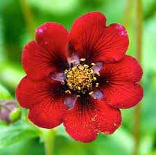 Red Potentilla Atrosanguinea Flower seeds for Planting Compact Growth, Heirloom & GMO Free Seeds for Home Garden seeds for planting