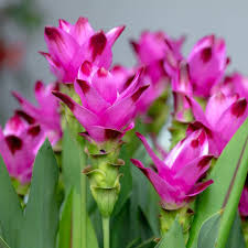 Curcuma Flower Seeds, Heirloom Non-GMO Organic Garden Seeds for Planting
