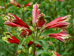 High quality Red Alstroemeria Psittacina Flower seeds for Planting Cottage Garden Essential, Heirloom & GMO Free Seeds for Home Garden seeds pack