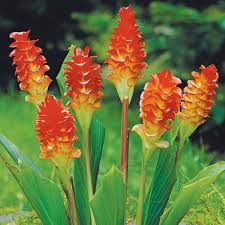 Red Curcuma Aeruginosa Flower seeds for Planting Hardy Variety, Heirloom & GMO Free Seeds for Home Garden vegetable and garden seeds