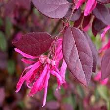 High quality Red Loropetalum Flower seeds for Planting Vibrant Colors, Heirloom & GMO Free Seeds for Home Garden seeds pack