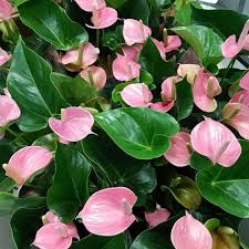 Pale Pink Anthurium Andraeanu Flower Seeds for Planting, Heirloom Non-GMO Organic Garden Seeds