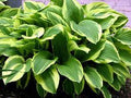 Green Hosta Flower seeds for Planting Long Bloom Season, Heirloom & GMO Free Seeds for Home Garden seeds for planting